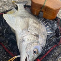 ヘチってきました