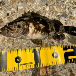 メバル⑧&タケノコメバル①