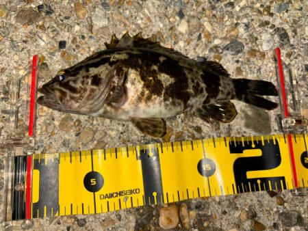 メバル⑧&タケノコメバル①