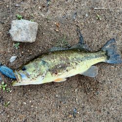 稚ギル喰いを求めて