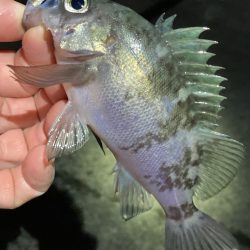 リリースサイズが連発