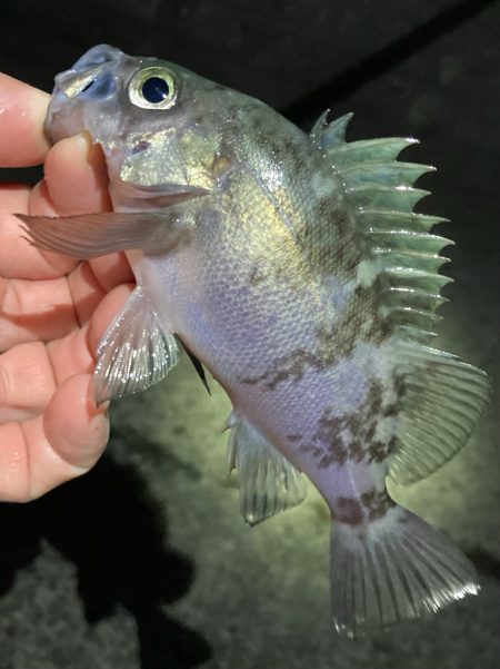 リリースサイズが連発