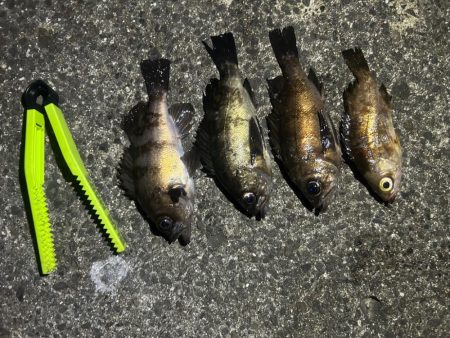 いつもとは違うポイントへ