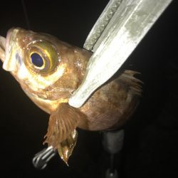 ヤリイカ激渋！