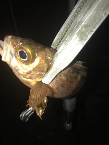 ヤリイカ激渋！