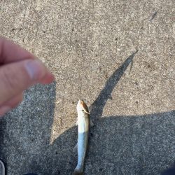 真昼間の短時間ライトゲーム