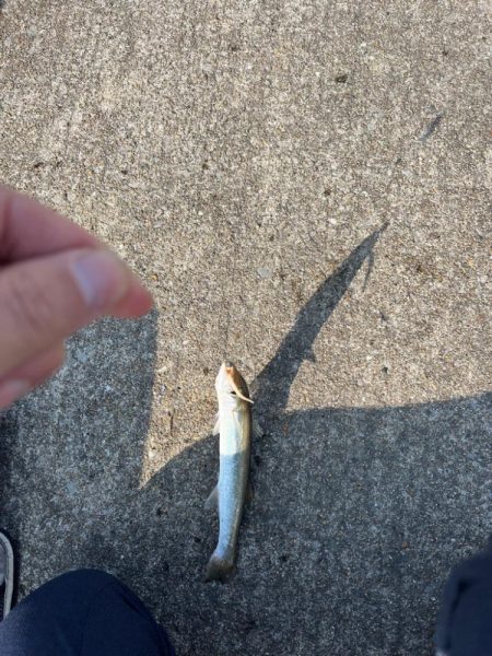 真昼間の短時間ライトゲーム