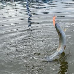 かめプー良いとこ一度はおいで〜