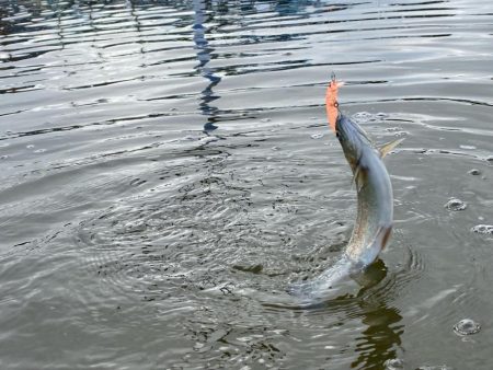 かめプー良いとこ一度はおいで〜