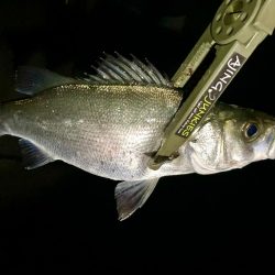 今夜もアジ探し