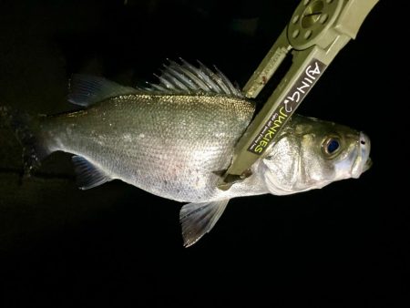 今夜もアジ探し