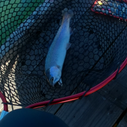 激シブトラウト涙