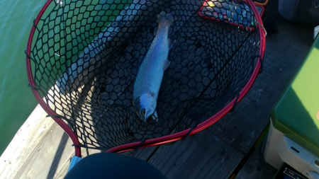 激シブトラウト涙