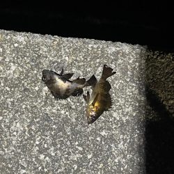 可愛いめばちゃん❤️