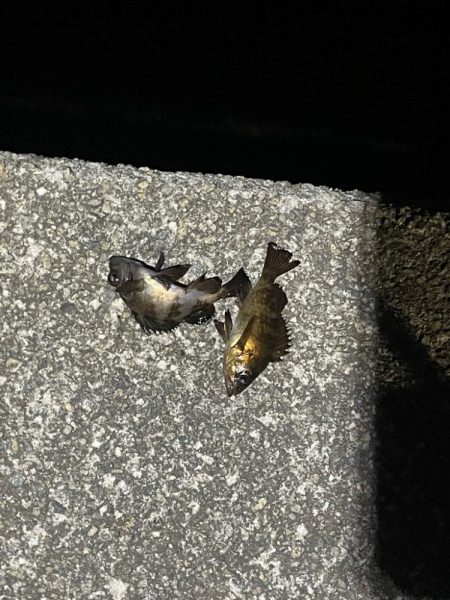 可愛いめばちゃん❤️