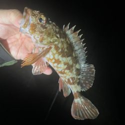 ガシラ♩ガシラ