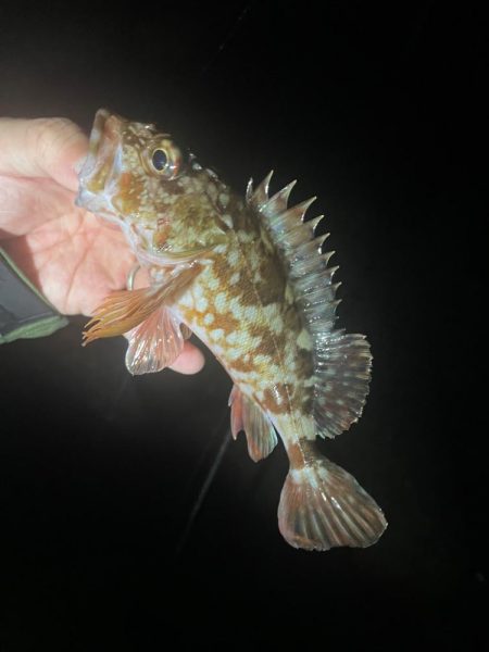 ガシラ♩ガシラ