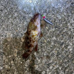 根魚