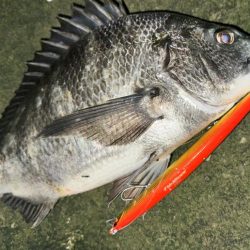 シーバスかと思ったらチヌだった件について