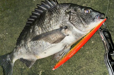 シーバスかと思ったらチヌだった件について