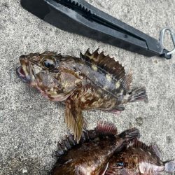 ガシリング アタリ多いです