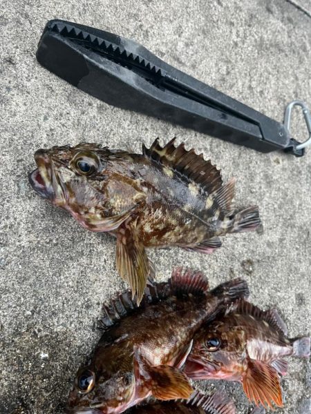 ガシリング アタリ多いです