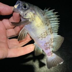 明石でメバリング