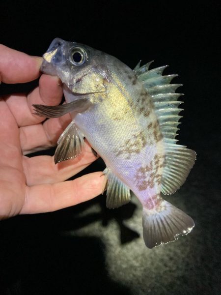 明石でメバリング