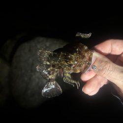 夕まずめチャレンジ🎣