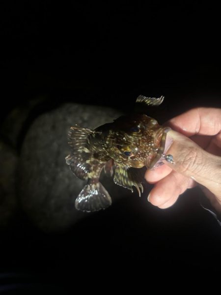 夕まずめチャレンジ🎣