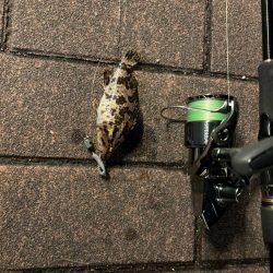 前回と同じとはならず🐟