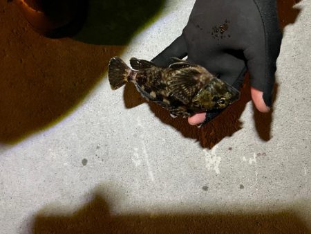 激渋ライトゲーム