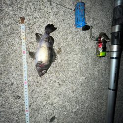 カサゴとメバル