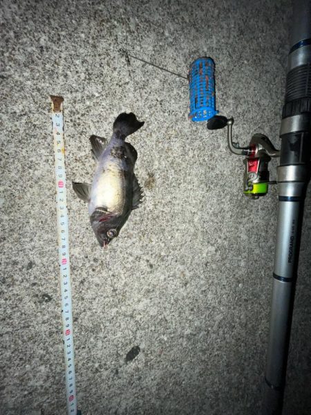 カサゴとメバル