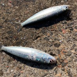 アジ、イワシ、サバ