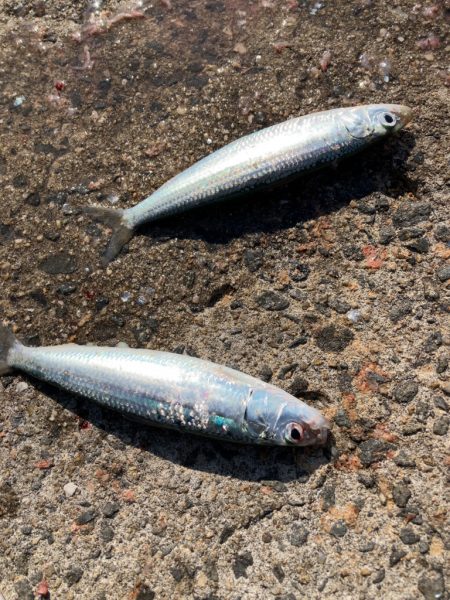 アジ、イワシ、サバ