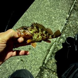 ライトゲームin和歌山