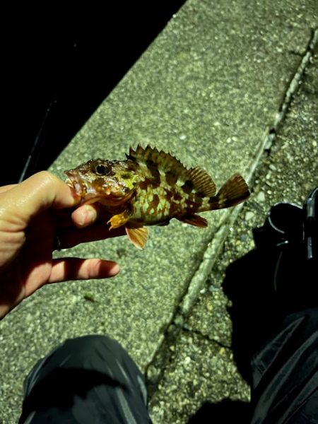 ライトゲームin和歌山