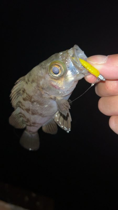 仕事終わりメバリング