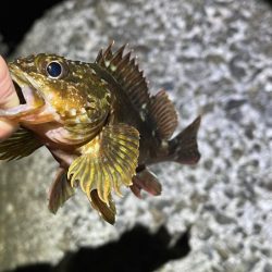 大潮満月のメバルは沈み気味