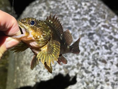 大潮満月のメバルは沈み気味