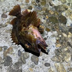 メバルは無反応！ガシラはまだ元気！！