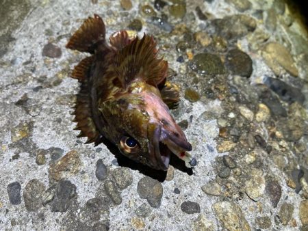 メバルは無反応！ガシラはまだ元気！！