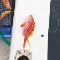 色々釣れました