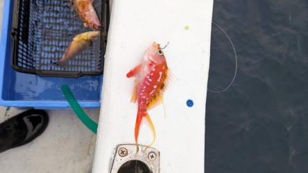 色々釣れました