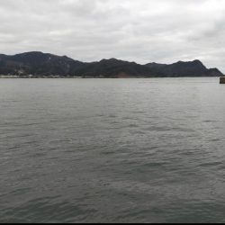 まさかのサワラ