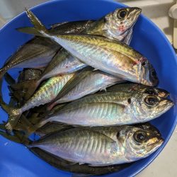 鯵大爆発釣果!!