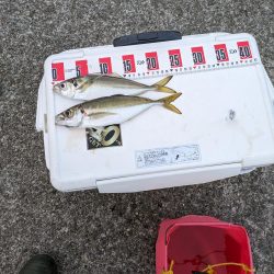 ギガアジを狙って