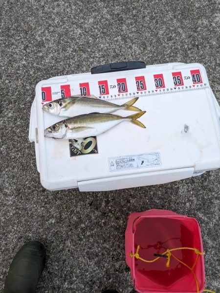 ギガアジを狙って