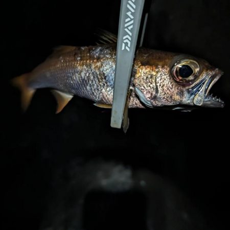 陸っぱり釣行記